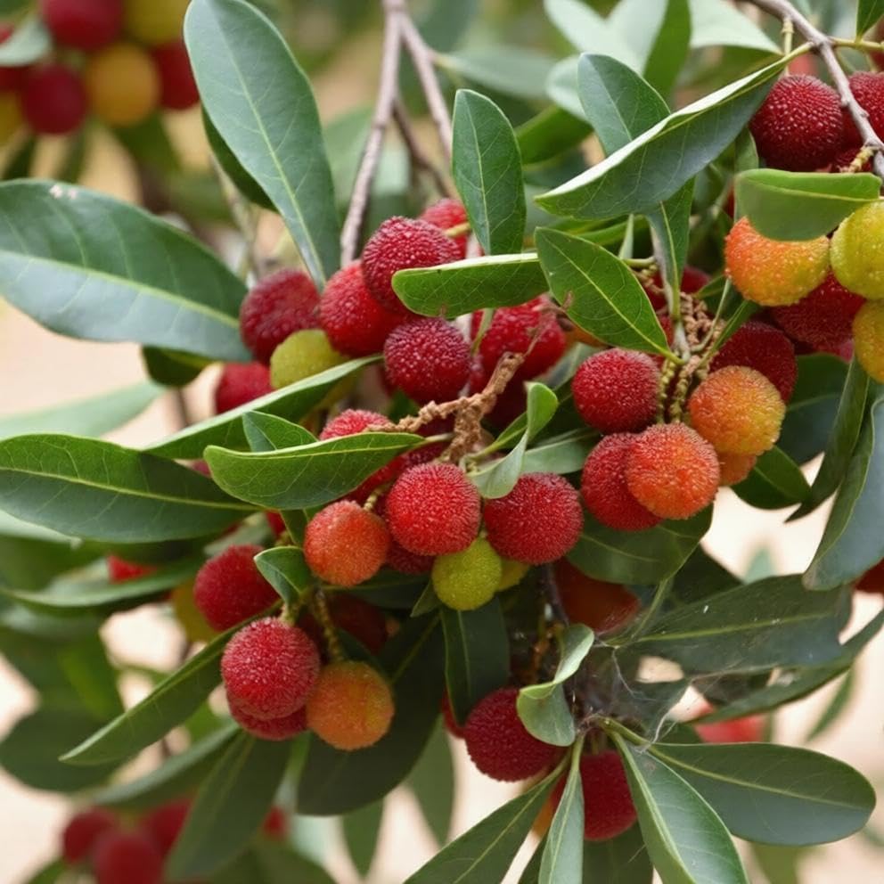10Pcs Bayberry Seeds Made for home planting create compact rounded canopy ornamental accents across courtyard, yard and garden areas