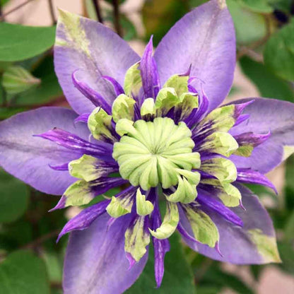 100 Pcs Climbing Clematis Vine Seeds for Planting Purple Red Pink Mix Colors