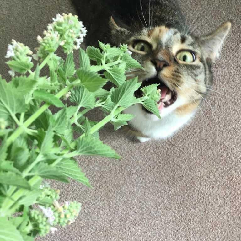 800Pcs Ideal for planting Catnip Seeds adapting well to full sun and mild outdoor garden growing conditions