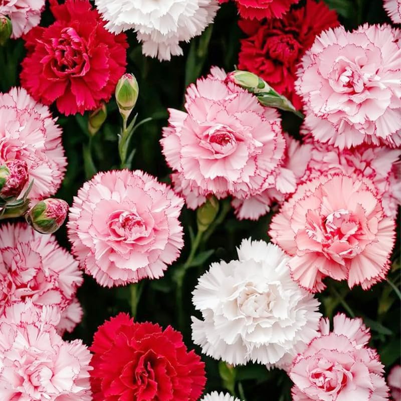 200 Mix Carnation Seeds for Home Garden - Non-GMO Heirloom Seeds - Fragrant, Open Pollinated