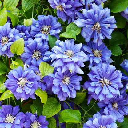 100 Mix Clematis Vine Seeds for Planting - Non-GMO Heirloom Plant Seeds
