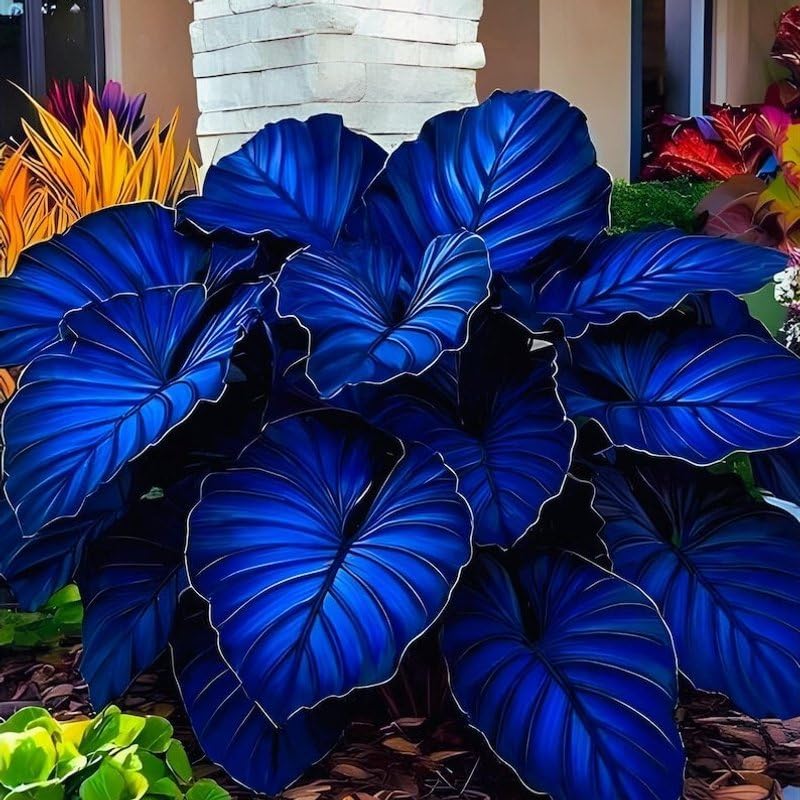 100pcs Suitable for beginner planting Elephant Ear Seeds flourish in ordinary well drained soil suited for yard and garden large foliage cultivation