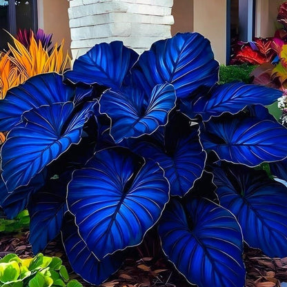 100pcs Suitable for beginner planting Elephant Ear Seeds flourish in ordinary well drained soil suited for yard and garden large foliage cultivation