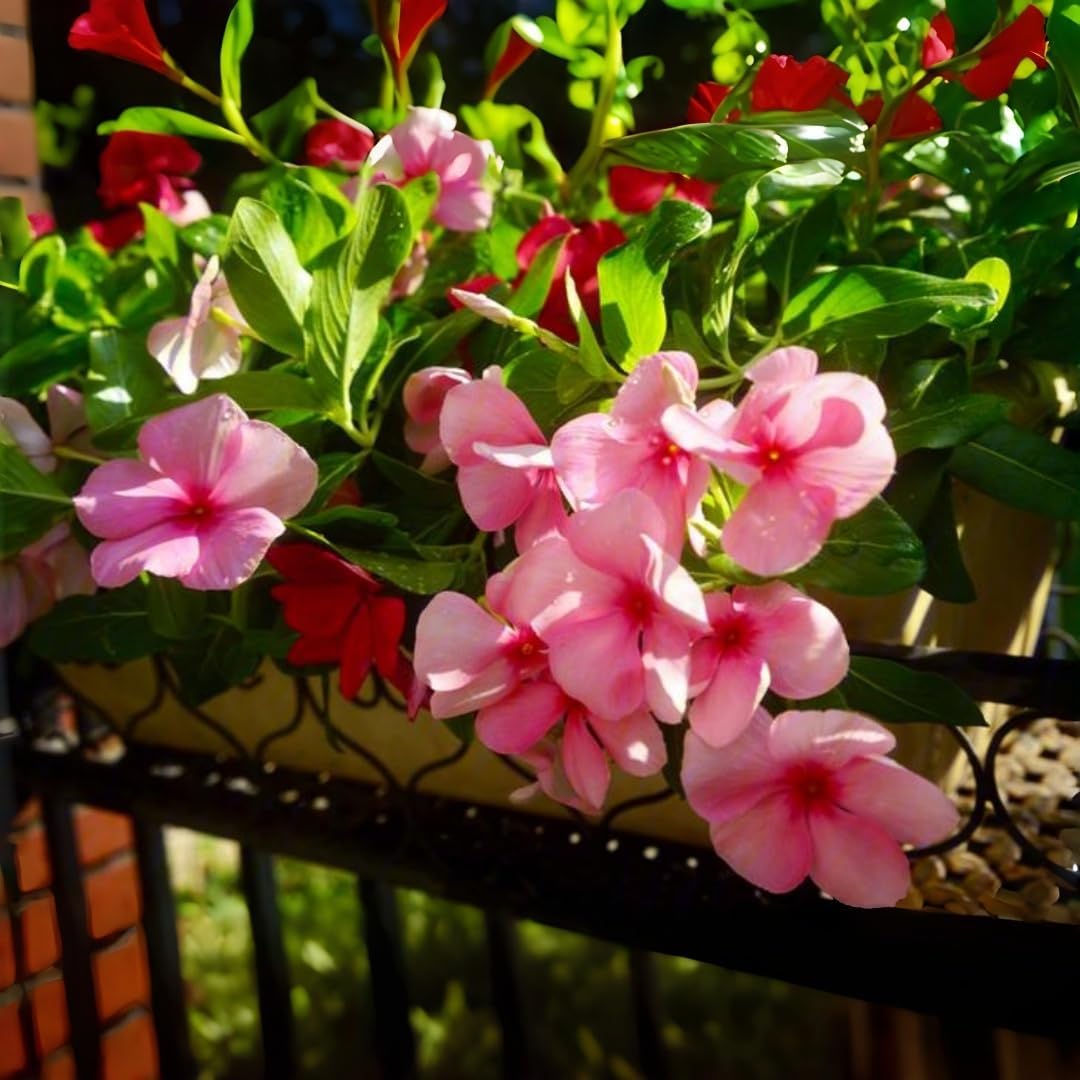 100 Periwinkle Flower Seeds for Planting – Heat & Drought Tolerant Perennial, Vibrant Mixed Colors, Ground Cover Low Maintenance Bedding Plants