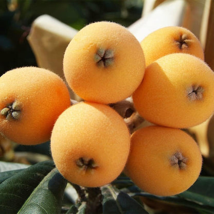 10Pcs Loquat Seeds Easy to Maintain ideal for long-term fixed planting in courtyard accent spaces and garden open areas