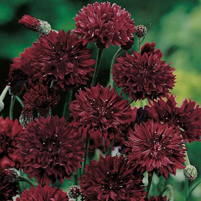 500pcs Cornflower Bachelor Button Seeds Outdoor Colorful Decoration