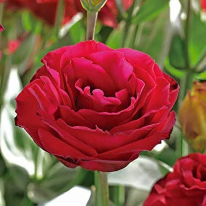100Pcs Lisianthus Seeds adapting well to full sun and mild sheltered outdoor growing conditions