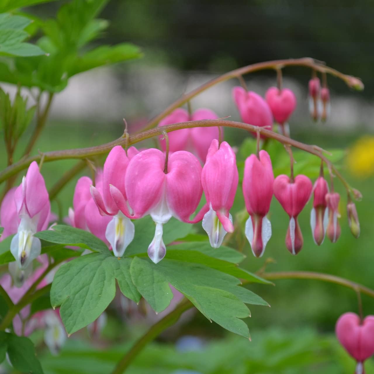 25Pcs Bleeding Heart Peony Seeds Robust Growing Work Well In Tiered Multi-Level Garden Beds