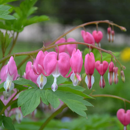 25Pcs Bleeding Heart Peony Seeds Robust Growing Work Well In Tiered Multi-Level Garden Beds
