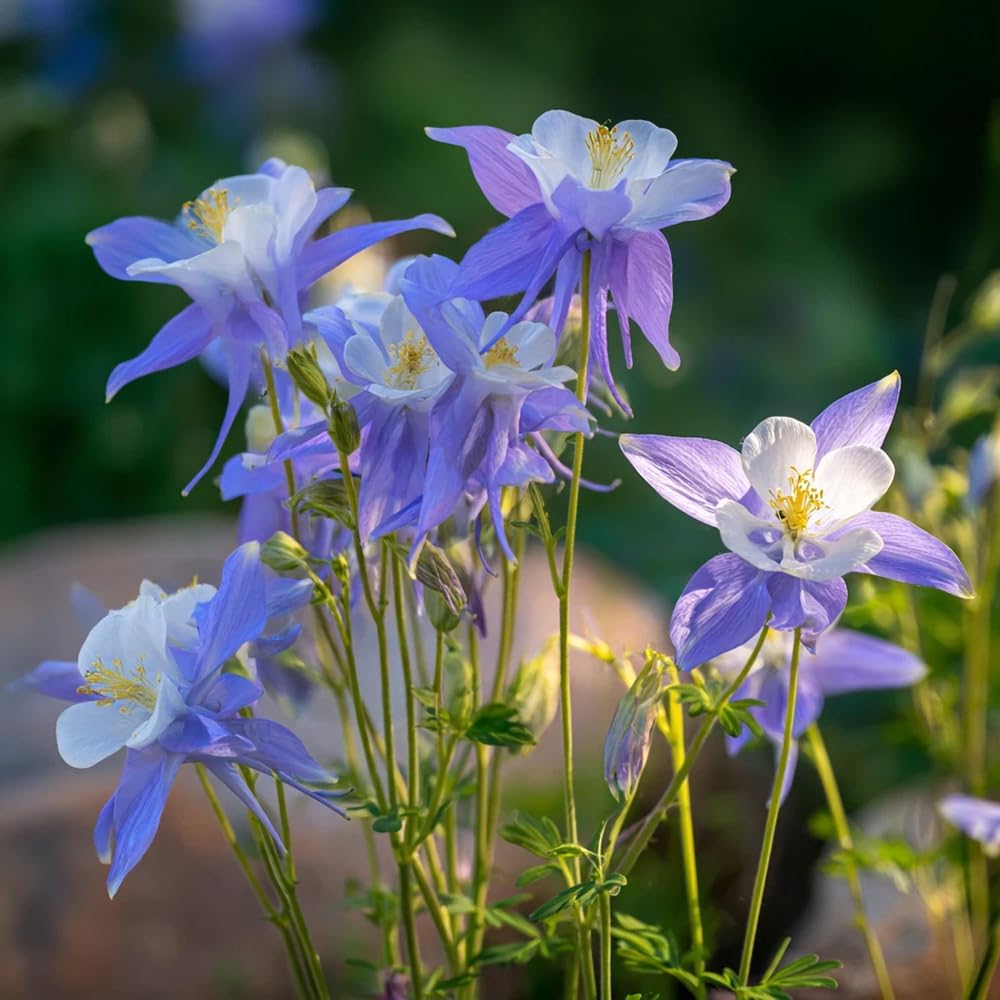 200pcs Blue Columbine Seeds Flowers  Low Maintenance Growth Ideal For Busy Home Landscape Gardeners