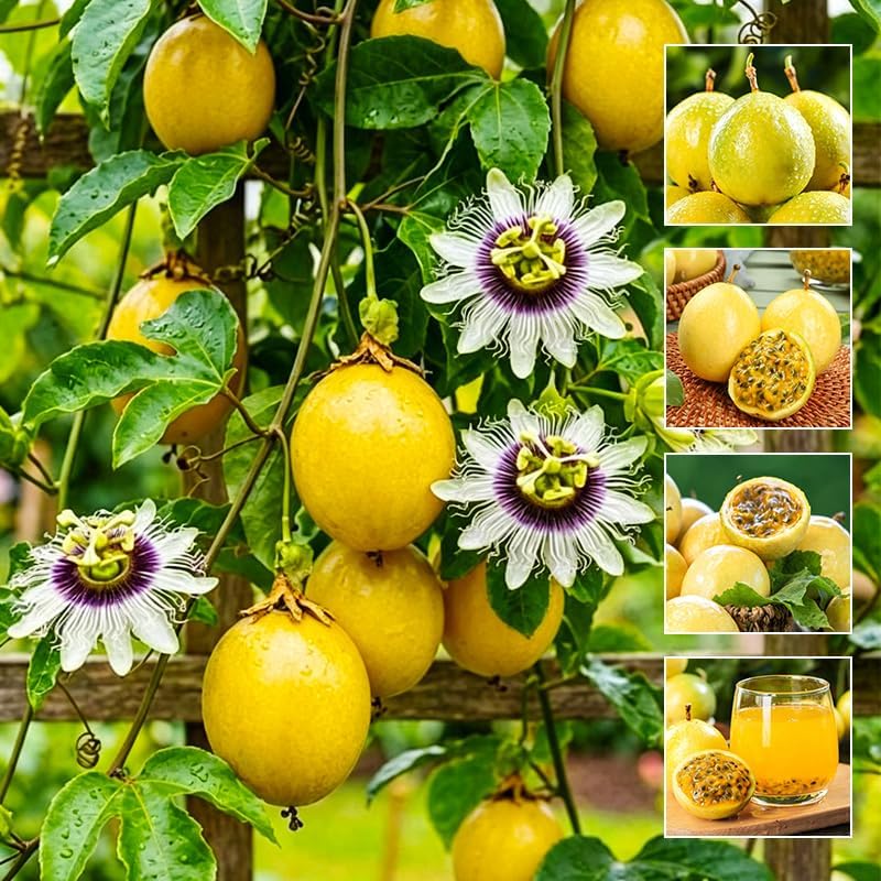 100Pcs Yellow Passion Fruit Seeds for Planting - Non-GMO Heirloom Plant Seeds Garden Outdoor - Sweet & Juicy Home Gardening Tropical Fruit