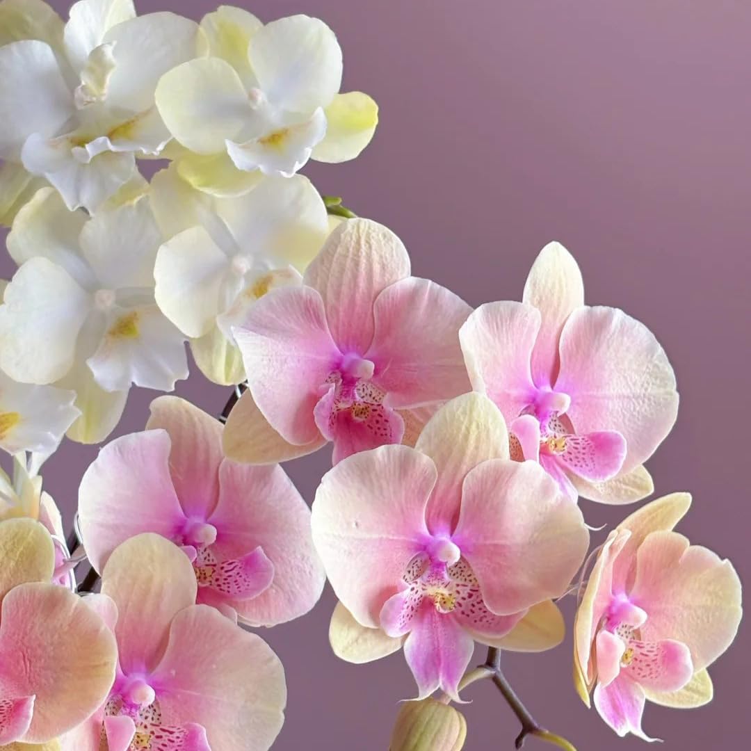 100pcs Orchid Flower Seed for Planting,  Perennial Plant Seed, Non-GMO Heirloom Flower Seed for Home Garden Outdoor