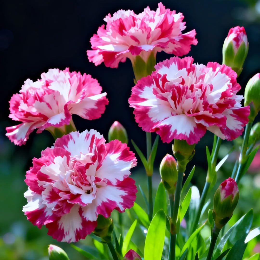 500 Dianthus Seeds for Planting,  Perennial  Flower Seeds Non-GMO Heirloom Rare Plants, Open Pollinated Beauty Home Garden for Outdoors