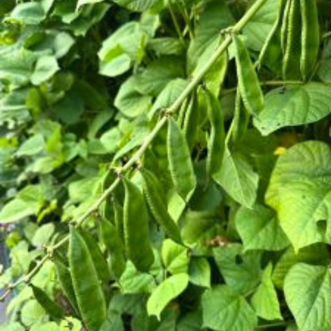 8Pcs Thrives In City Garden Environments Hyacinth Bean Seeds Adaptable To Urban Conditions