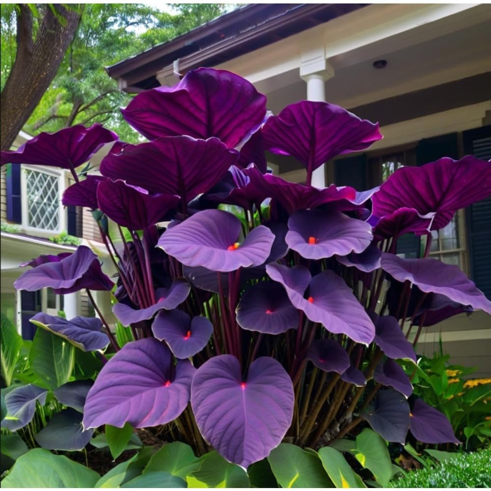 100pcs Elephant Ear seeds for Rich Green Display, Backyard Garden Design
