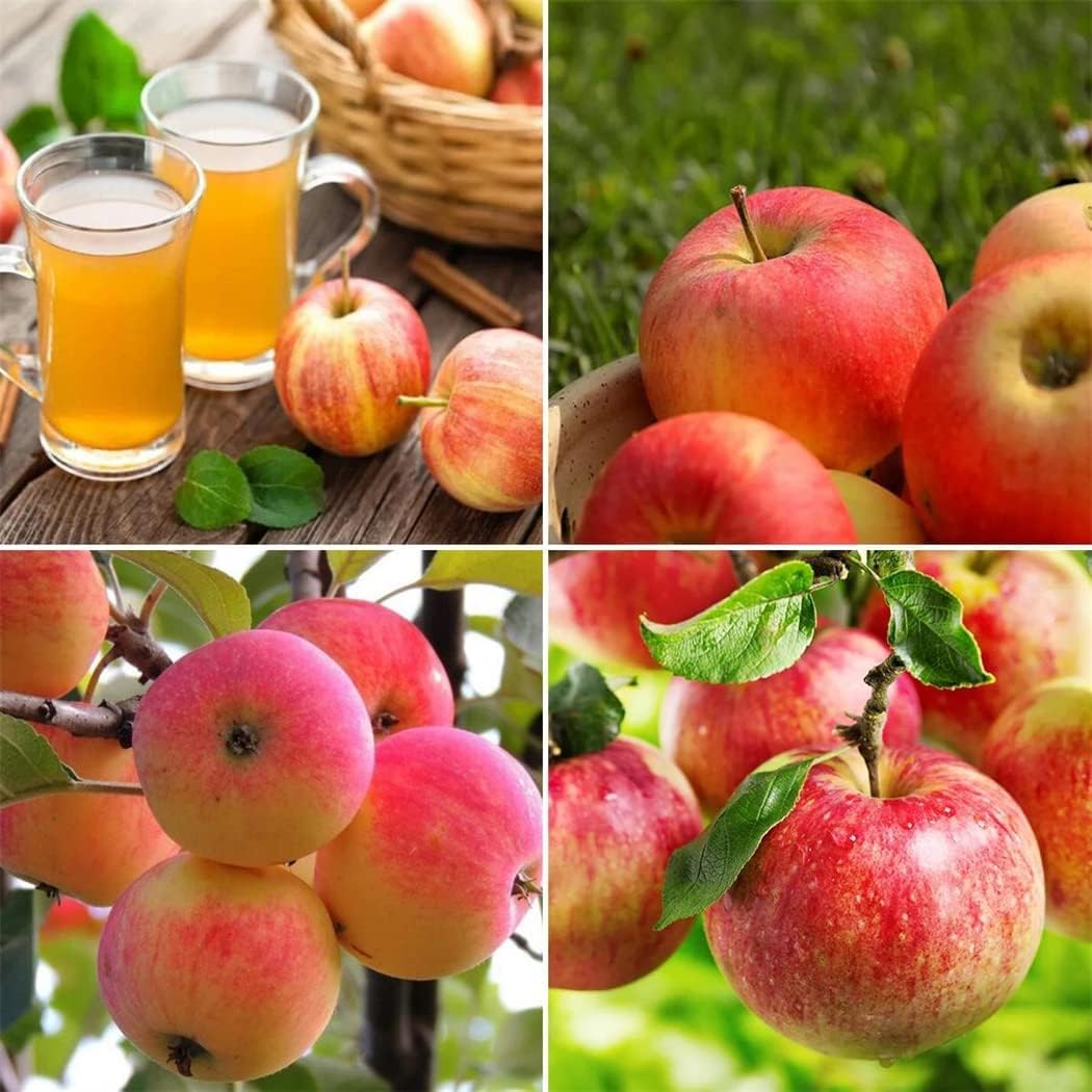 50Pcs Apple Tree Seeds Tolerant Of Temperature Fluctuations Stay Healthy