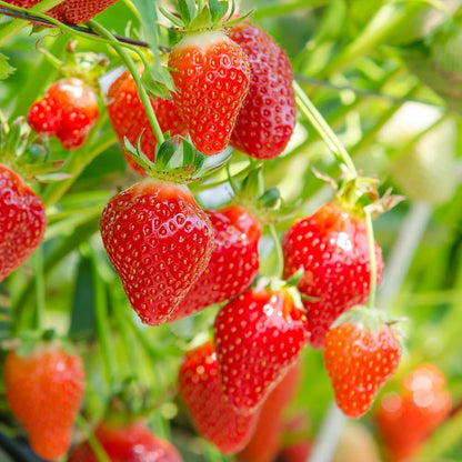 280Pcs Strawberry Fruit Seeds for Planting Home Garden Outdoor