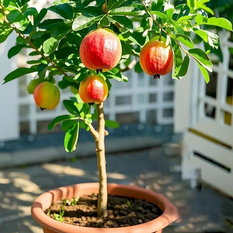 Dwarf Guava Seeds for Planting Outdoor, 89Pcs Guava Tree Fruits Seeds Non-GMO Heirloom Sweet Edible Fruit, Sweet Juicy Fruits Plants in Your Home Garden