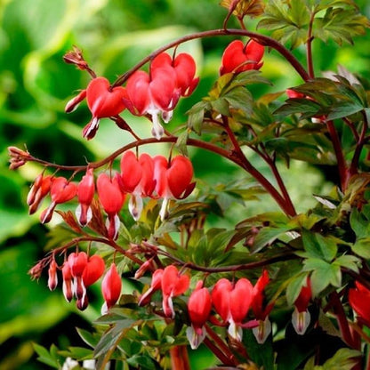 20Pcs Bleeding Heart Seeds Fragrant  Low-Maintenance Shade-Loving Perennial for Garden Landscaping