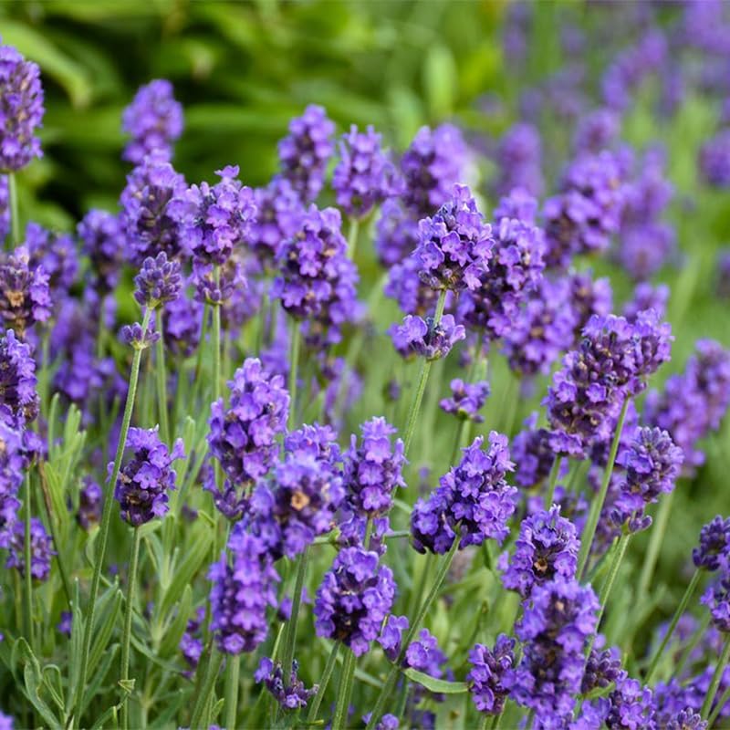1000Pcs Lavender Seeds - Perennial Herb, Non-GMO Heirloom Seeds for Planting, Fragrant Purple Flowers for Garden