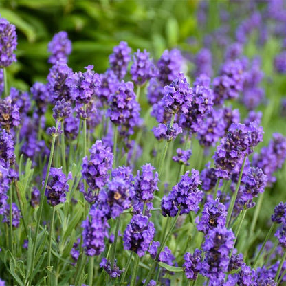 1000Pcs Lavender Seeds - Perennial Herb, Non-GMO Heirloom Seeds for Planting, Fragrant Purple Flowers for Garden