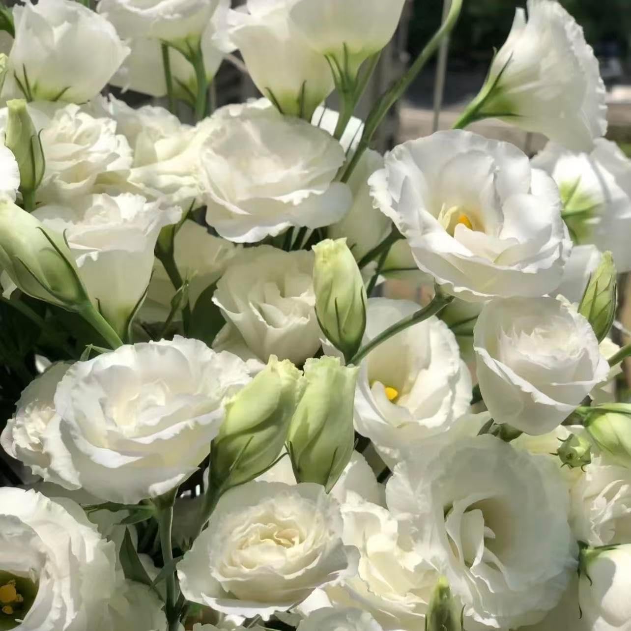 100pcs Lisianthus Seeds for Cut Flower Gardens  Annual for Growing Rose-Like Blooms on Long Stems for Bouquets, Borders and Containers, Ideal for Floral Arrangements