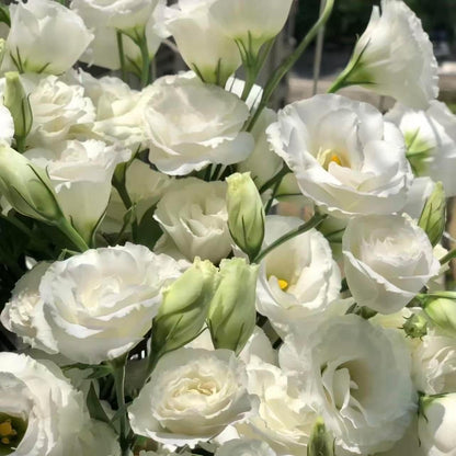 100pcs Lisianthus Seeds for Cut Flower Gardens  Annual for Growing Rose-Like Blooms on Long Stems for Bouquets, Borders and Containers, Ideal for Floral Arrangements