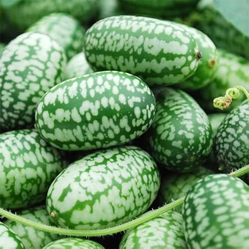 50Pcs Mini Thumb Watermelon Seeds for Planting - Sweet & Crisp, Dwarf Variety, Ideal for Containers & Small Gardens