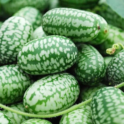 50Pcs Mini Thumb Watermelon Seeds for Planting - Sweet & Crisp, Dwarf Variety, Ideal for Containers & Small Gardens