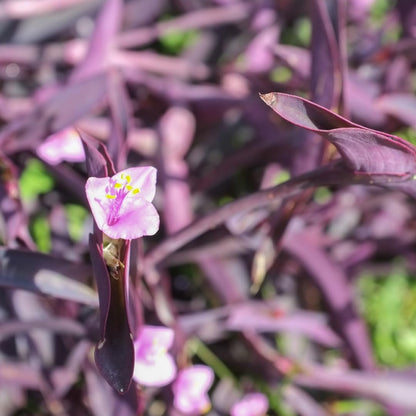 100pcs Low Maintenance Foliage Seeds Wandering Jew Seeds For Home And Patio Gardens Simple To Cultivate