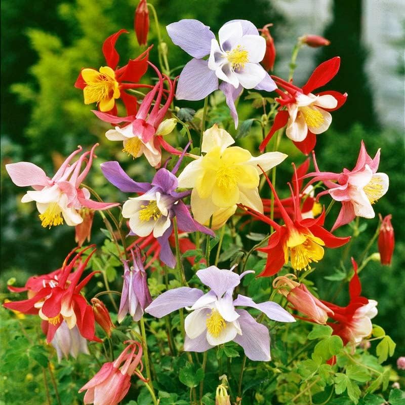 200pcs Columbine Seeds Summer Flowering Feature Enhances Yard With Delicate Upright Foliage