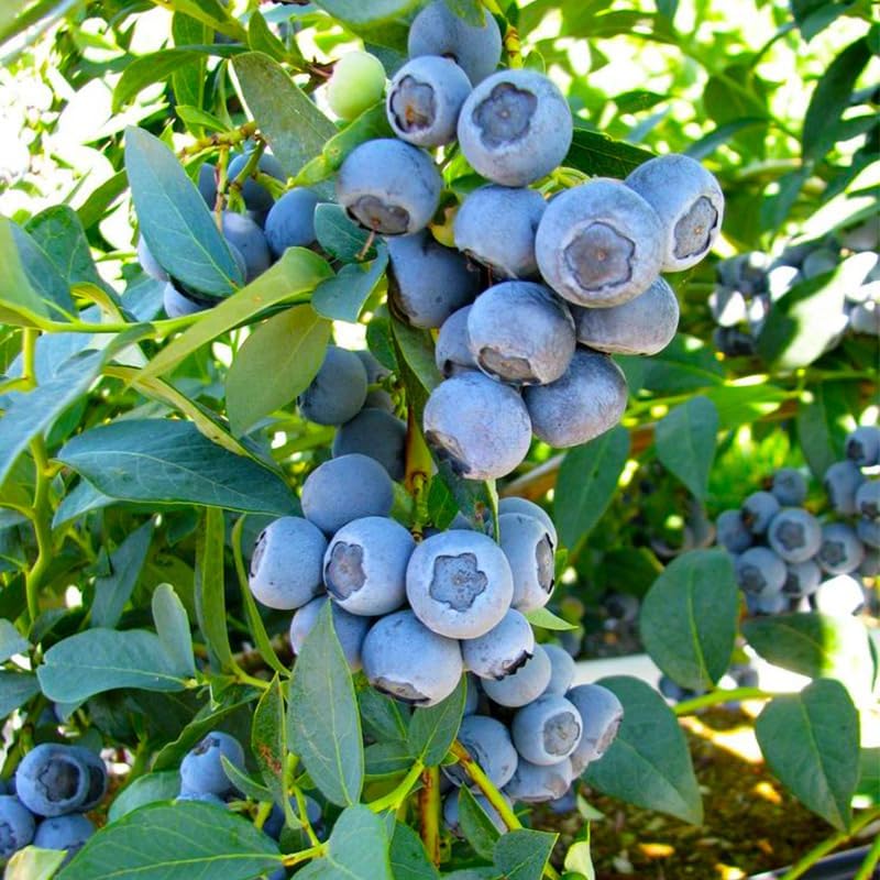500Pcs Blueberry Seeds for Planting - High Yield, Patio & Container Friendly, Cold Hardy