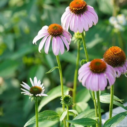200pcs Coneflower Seeds, Attract Pollinators, Perennial ConeFlower Seed for Home Garden, Potted Decoration