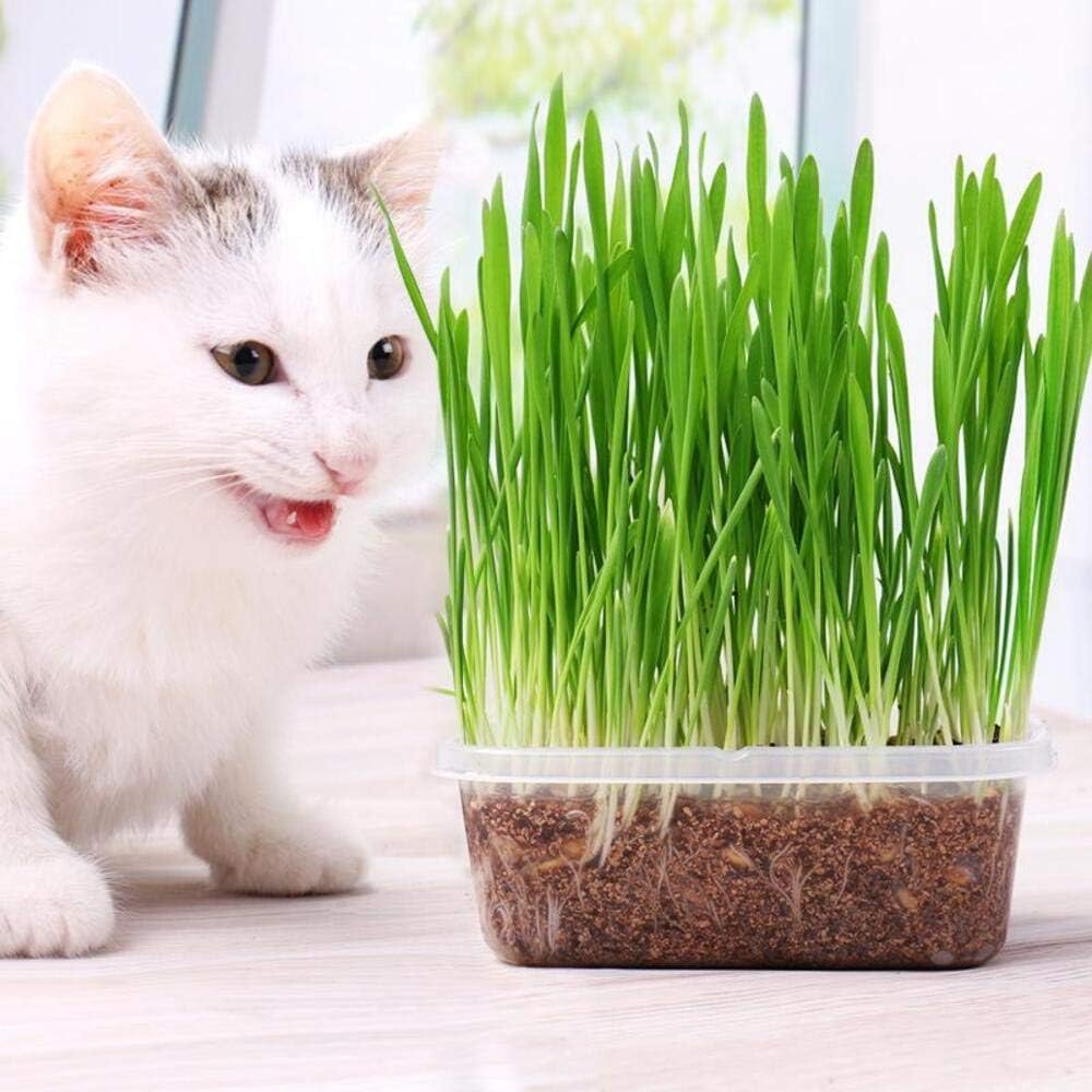 100Pcs Cat Grass Seeds Designed for planting feature upright soft foliage habit for neat indoor container arrangement and pet space matching