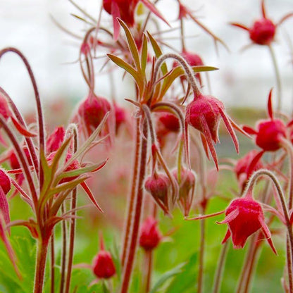 100pcs Perennial Prairie Smoke Seeds for Planting - Non-GMO Wildflower