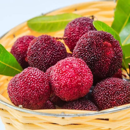 10Pcs Bayberry Seeds Made for home planting create compact rounded canopy ornamental accents across courtyard, yard and garden areas