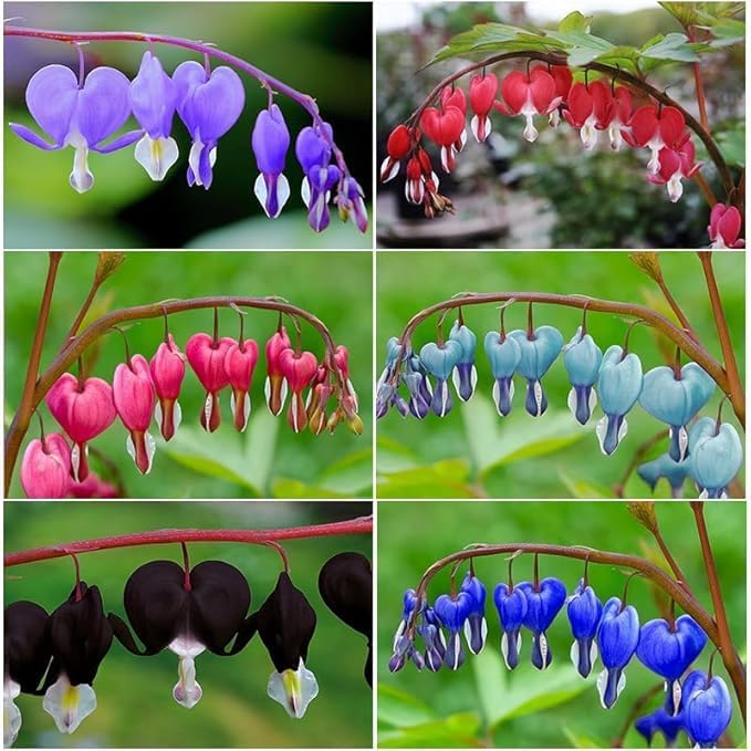 20Pcs Bleeding Heart Seeds Fragrant  Low-Maintenance Shade-Loving Perennial for Garden Landscaping