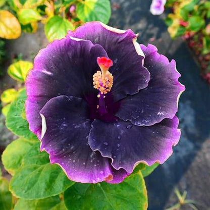 100pcs Mixed Hibiscus Seeds Planting Outdoor- Perennial Non-GMO Heirloom Hibiscus Flowers Plant for Your Garden Home