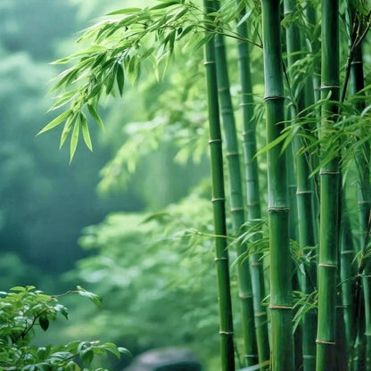 100Pcs Bamboo Seeds for Planting Exotic and Fast Growing, Green Bamboos for Indoor or Outdoor
