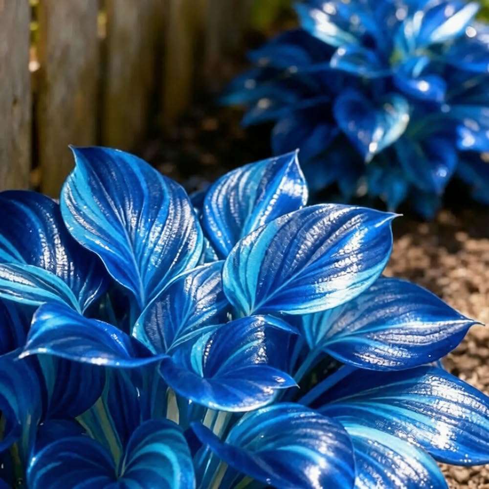 96Pcs Hosta Seeds Fit for home planting hold consistent seasonal growth cycles for lasting landscape layout value