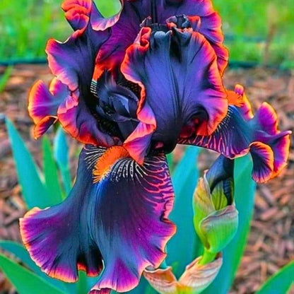 80Pcs Iris Seeds form compact upright foliage mounds with unique bloom formation for yard embellishment