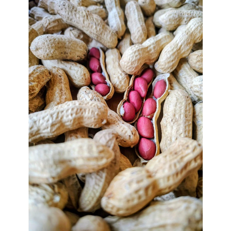 20Pcs Peanut Seeds High Vigor Produces Abundant Growth For Gardening Success