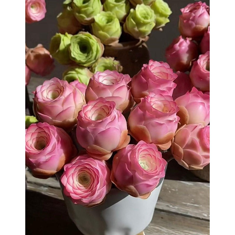 999pcs Pink Mountain Succulent Seeds,  easy to planting
