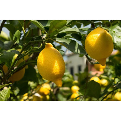 30Pcs Plant Lemon Seeds Along Garden Borders To Define Spaces And Add Structured Green Accents