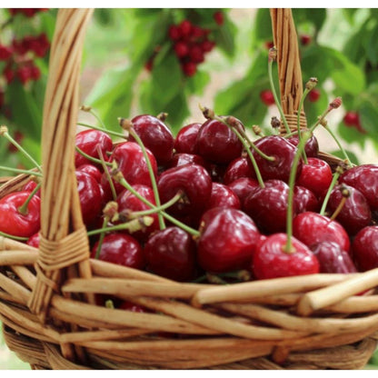 30Pcs High Germination Blossom Foliage with Cherry Tree Seeds for Garden Fence Decoration