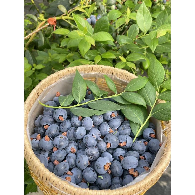 498Pcs Heirloom Blueberry Seeds Delicious, Nutrient-Dense Berries Friut| Perennial, Ideal for Pots or Raised Beds