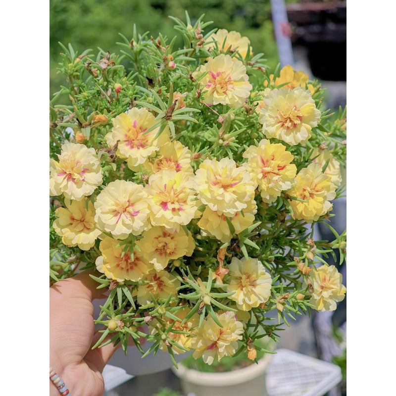 1000pcs Double Yellow Moss Rose Seeds Yellow Double  Drought Tolerant Annual Summer Flowers