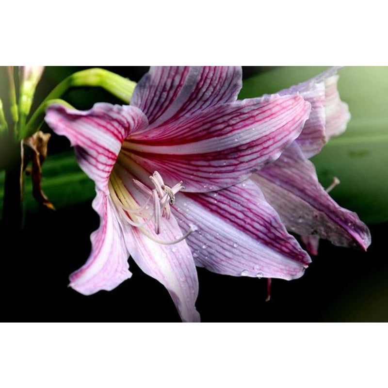 88pcs  Double Amaryllis Flower seeds outdoor garden planting Non GMO
