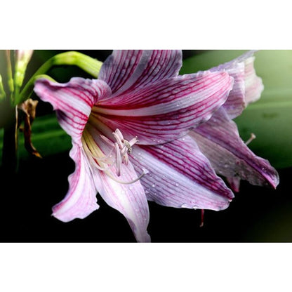 88pcs  Double Amaryllis Flower seeds outdoor garden planting Non GMO