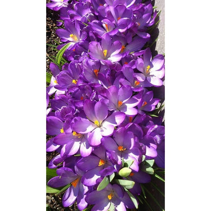 98Pcs Saffron Crocus Sativus Seeds Fall Blooming Purple Flower Beauty